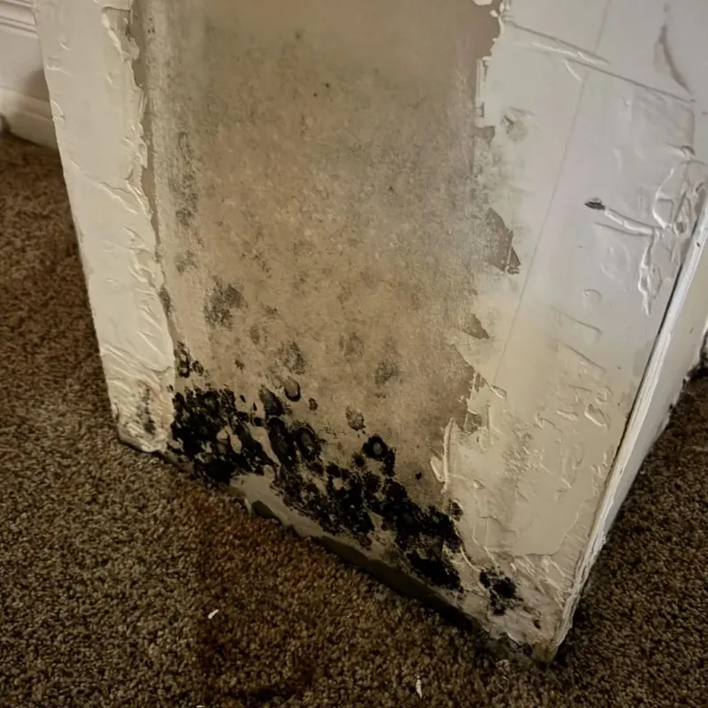 Professional Mold Removal in Nickerson, KS